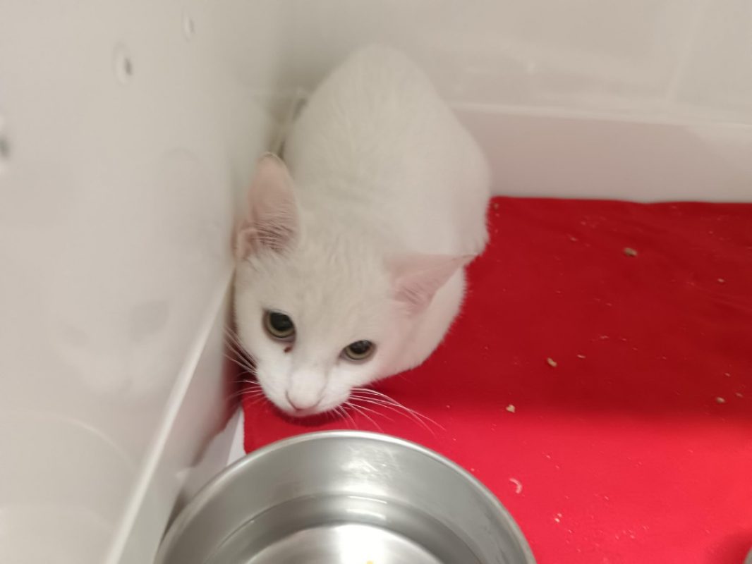 Ghost - Chat Européen à adopter