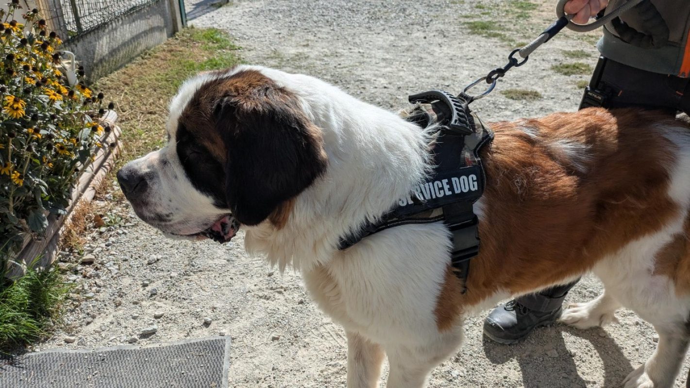 Thia - Chien à adopter