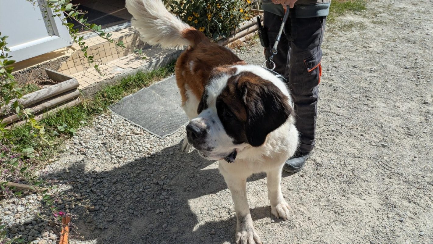 Thia - Chien à adopter - photo 2