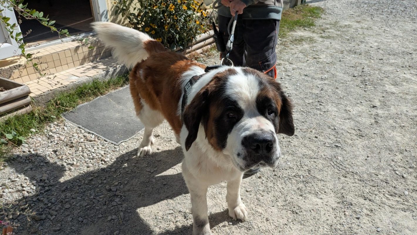 Thia - Chien à adopter - photo 3
