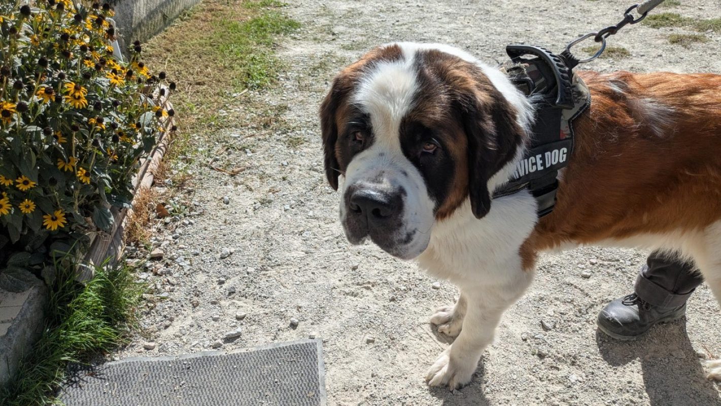Thia - Chien à adopter - photo 4