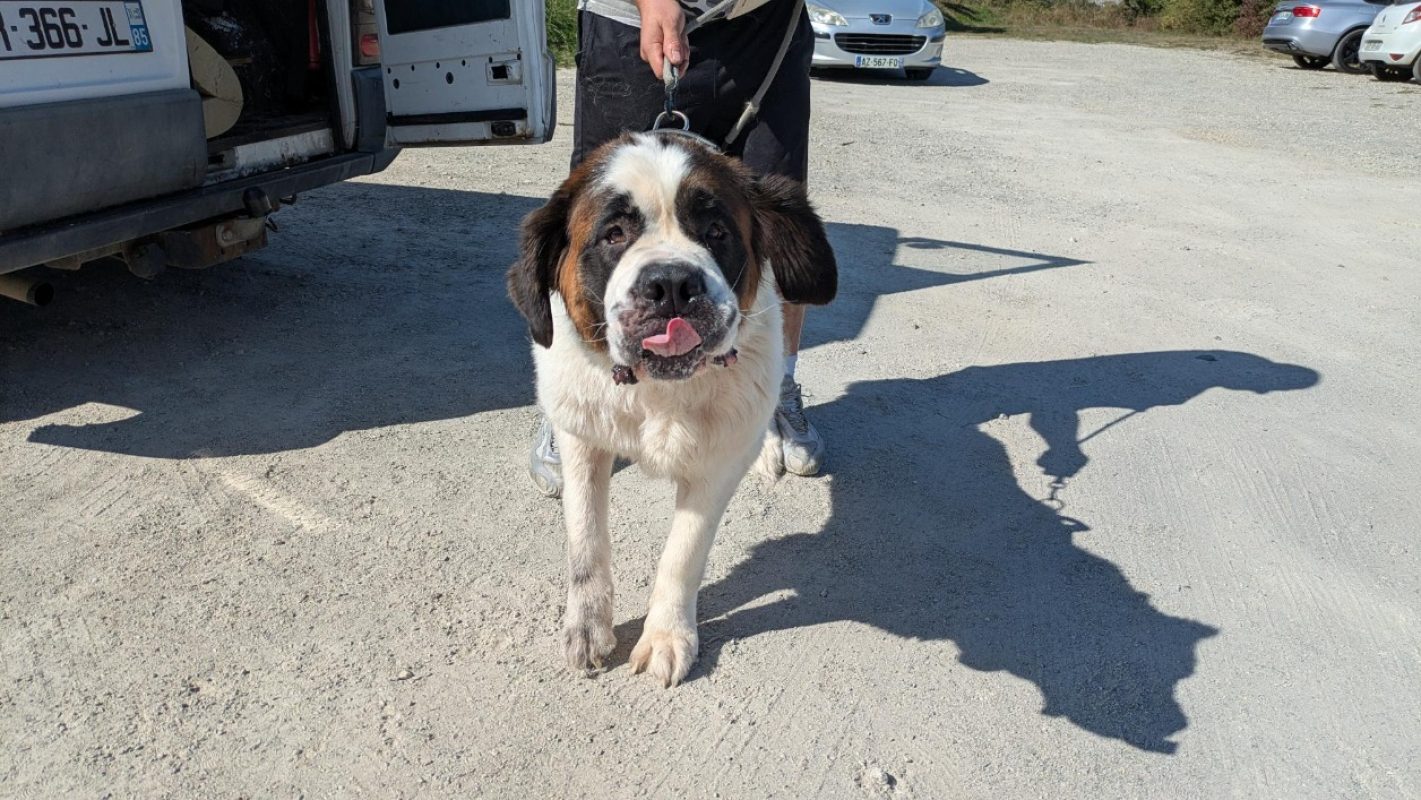 Thia - Chien à adopter - photo 5