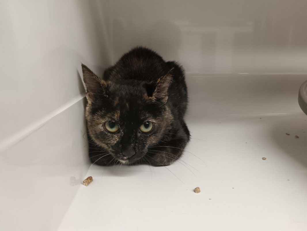 Gaia - Chat Européen à adopter