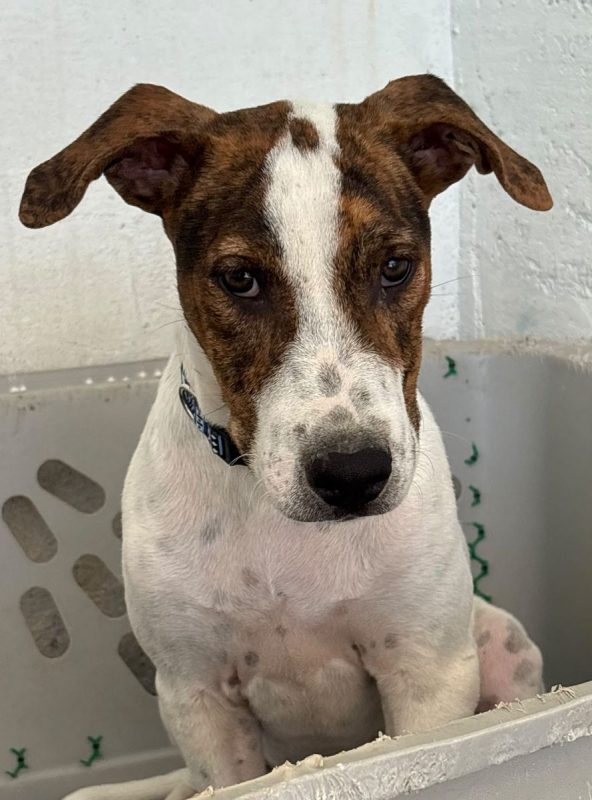 Jacinto - Chien à adopter