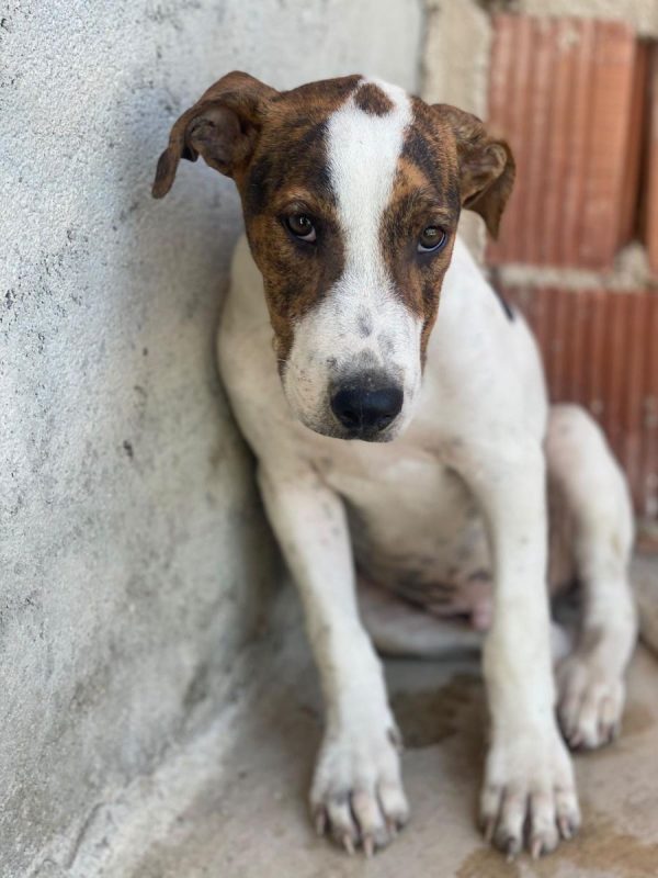Jacinto - Chien à adopter - photo 2