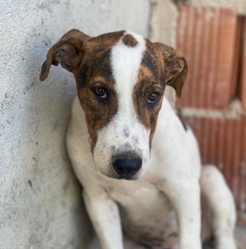 Jacinto - Chien à adopter - photo 5