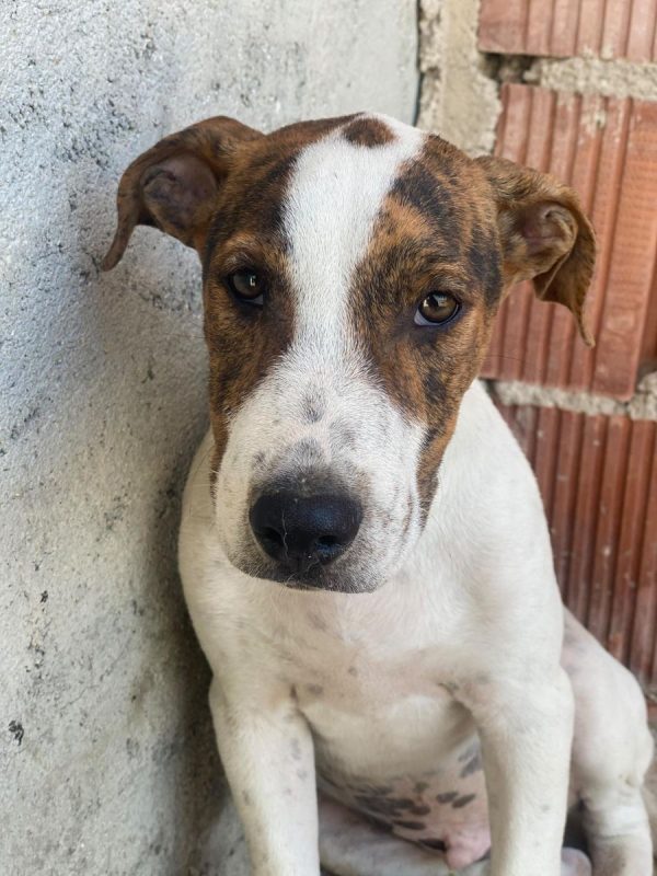 Jacinto - Chien à adopter - photo 10