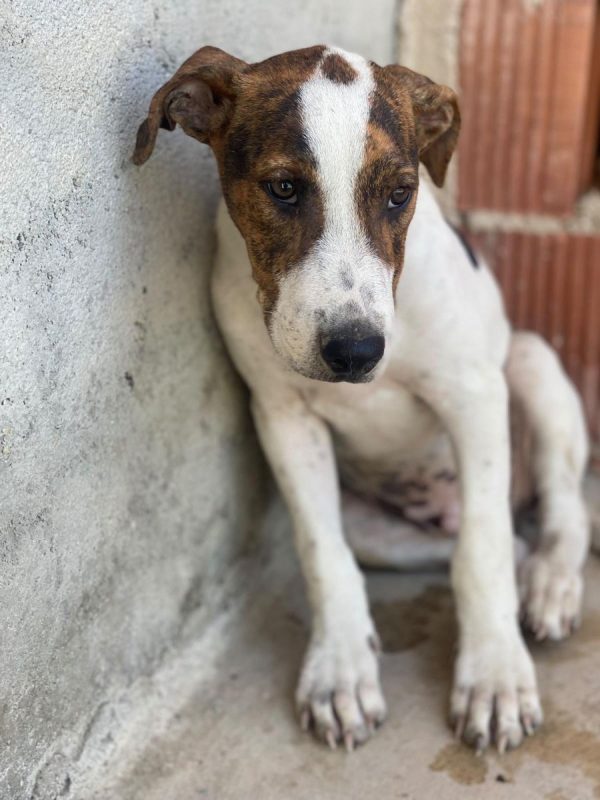 Jacinto - Chien à adopter - photo 7