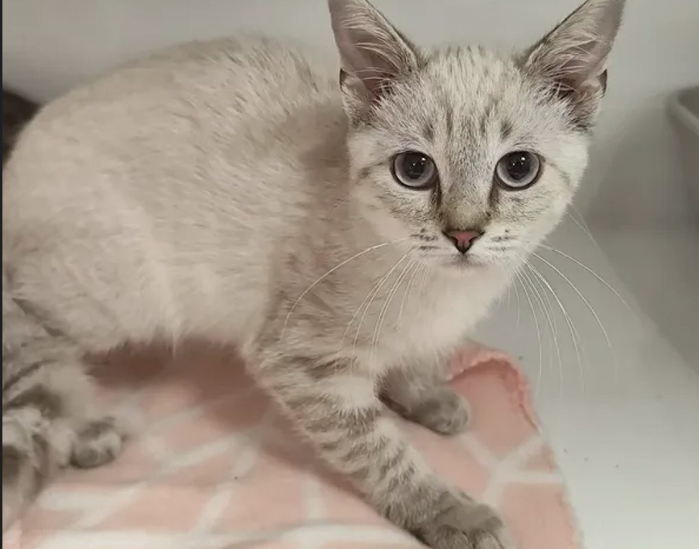 Dalida - Chat Européen à adopter