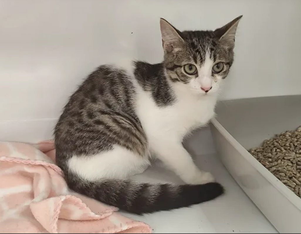 Dave - Chat Européen à adopter