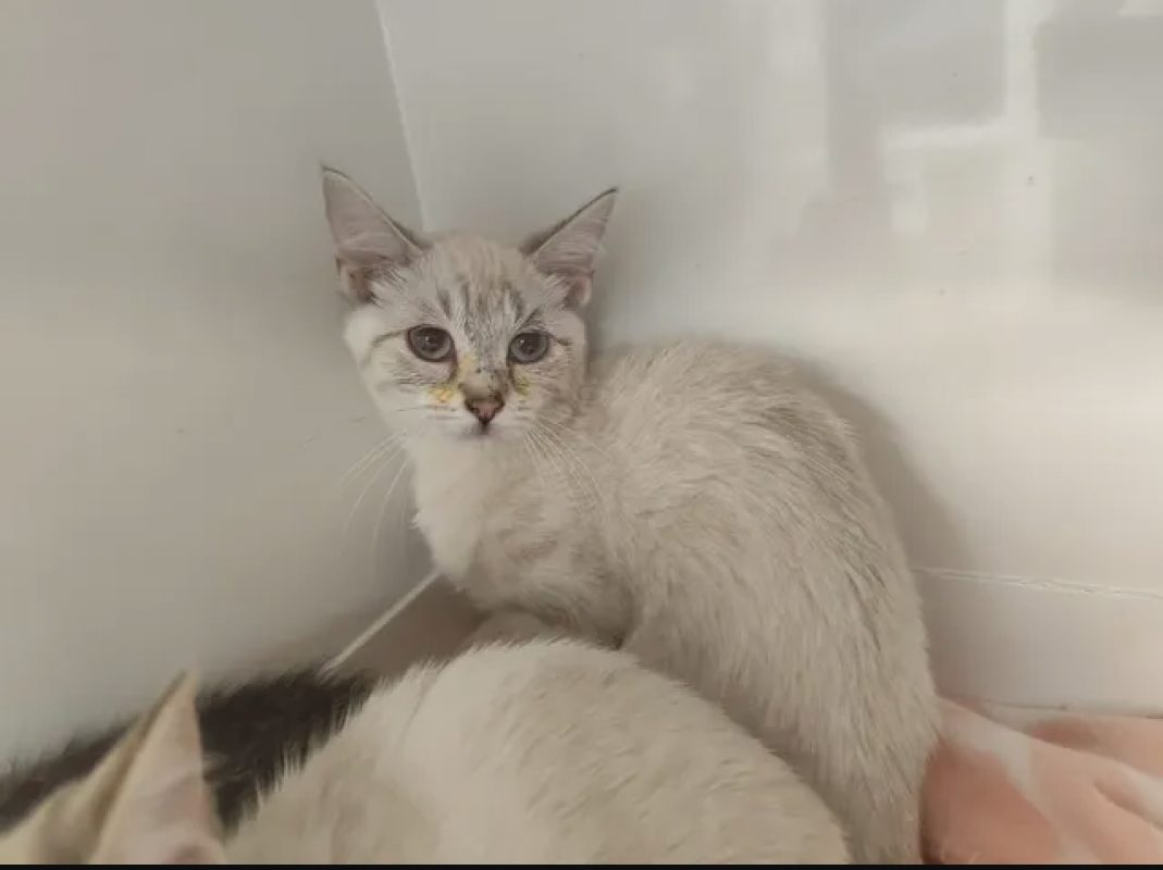 Sheila - Chat Européen à adopter