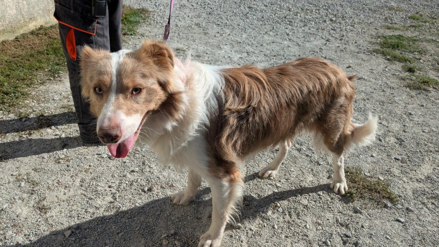 Vino - Chien Border Collie à adopter