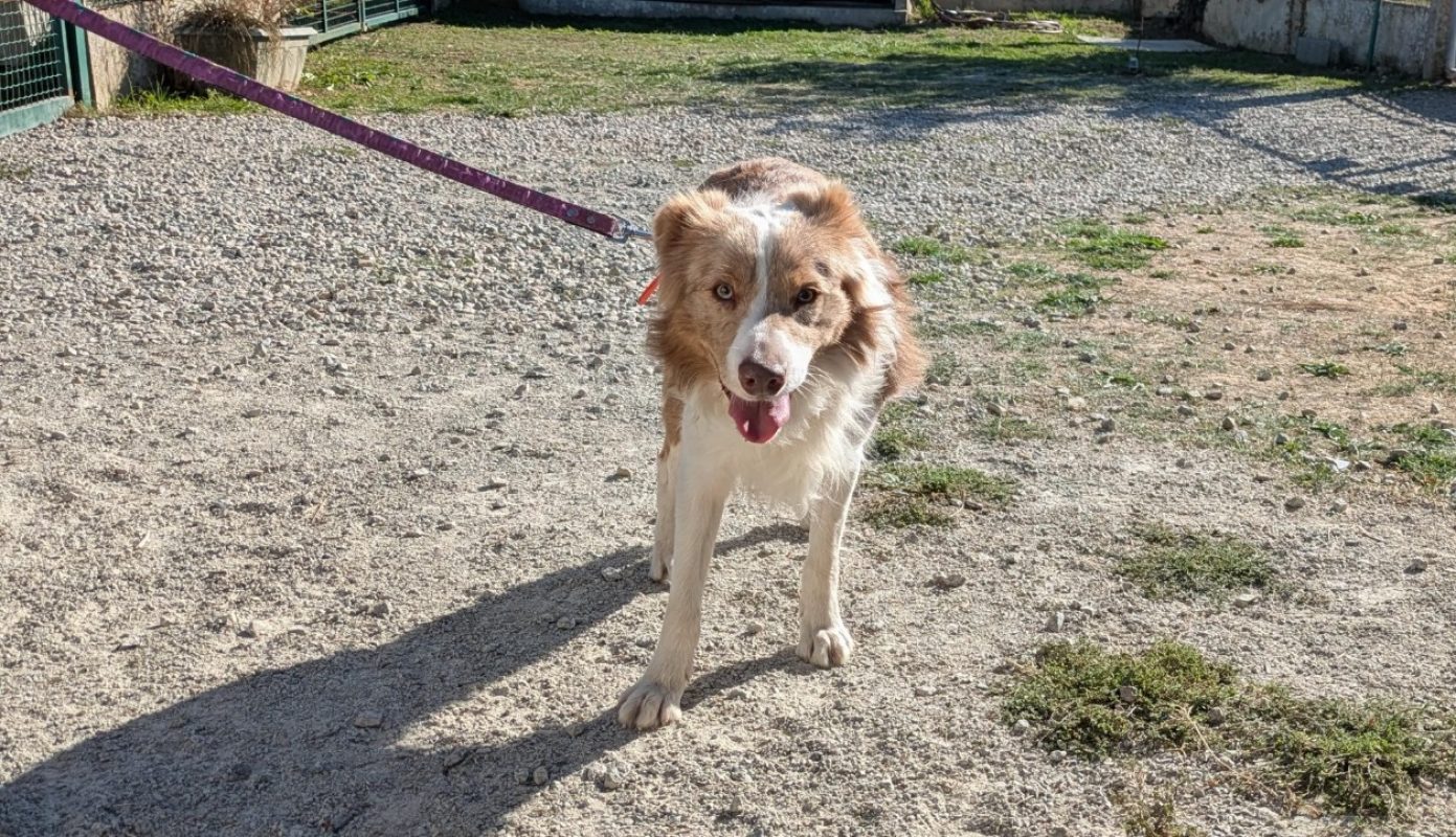 Vino - Chien Border Collie à adopter - photo 3