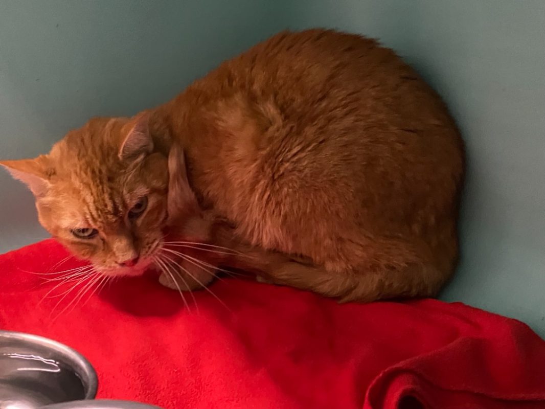 Mitsou - Chat Européen à adopter