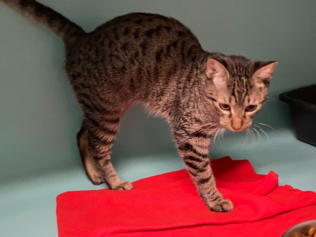 Marcia - Chat Européen à adopter