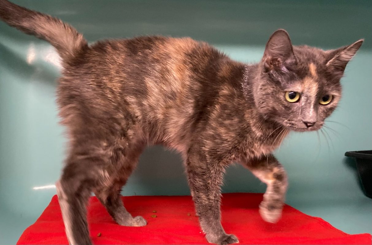 BaÏla - Chat Européen à adopter