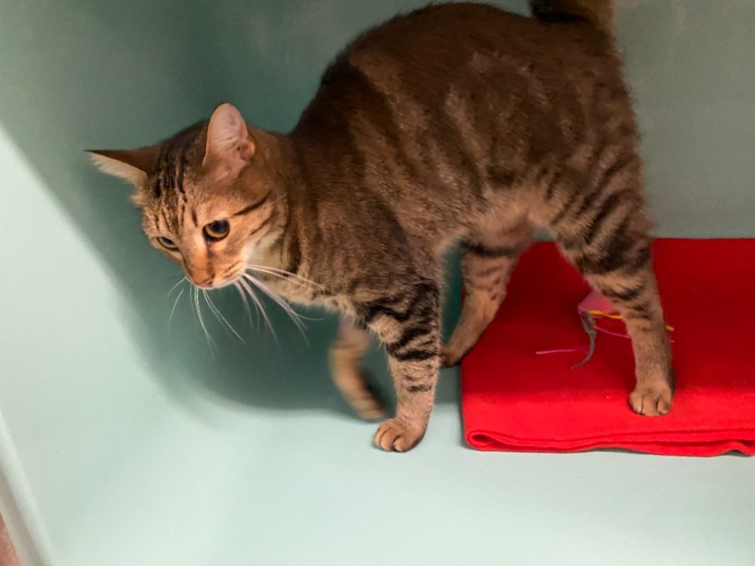 Minoucha - Chat Européen à adopter