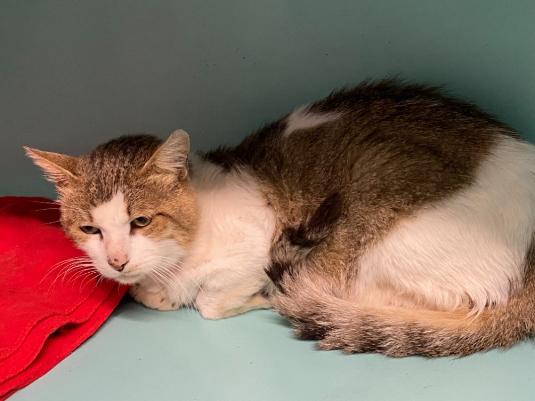 Ko - Chat Européen à adopter