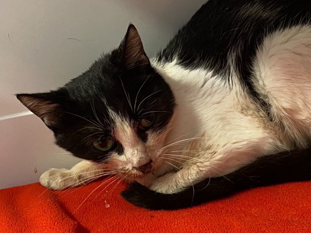 Rita - Chat Européen à adopter