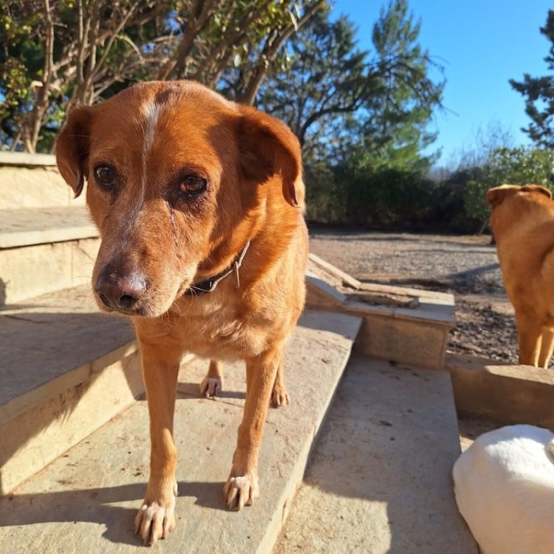 Photo de Ginger