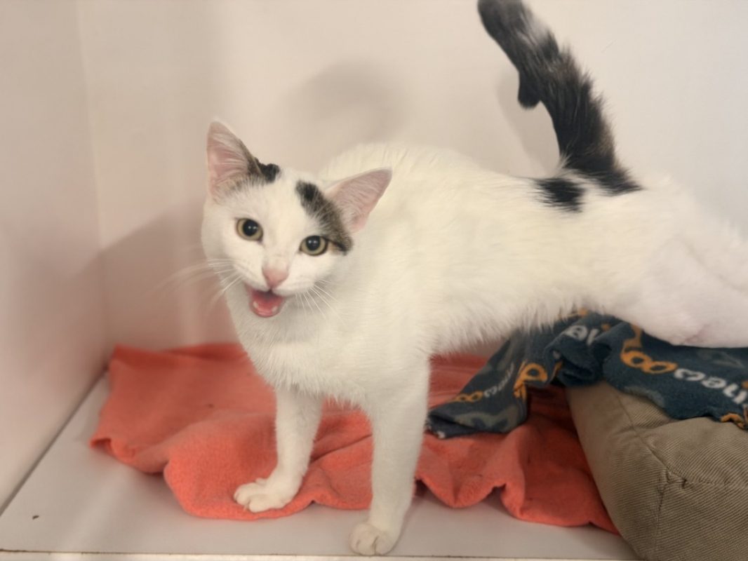 Hevell - Chat Européen à adopter