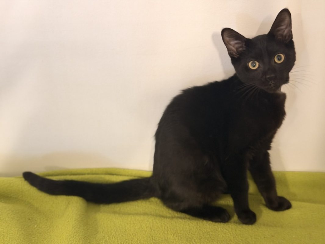 Between - Chat Européen à adopter