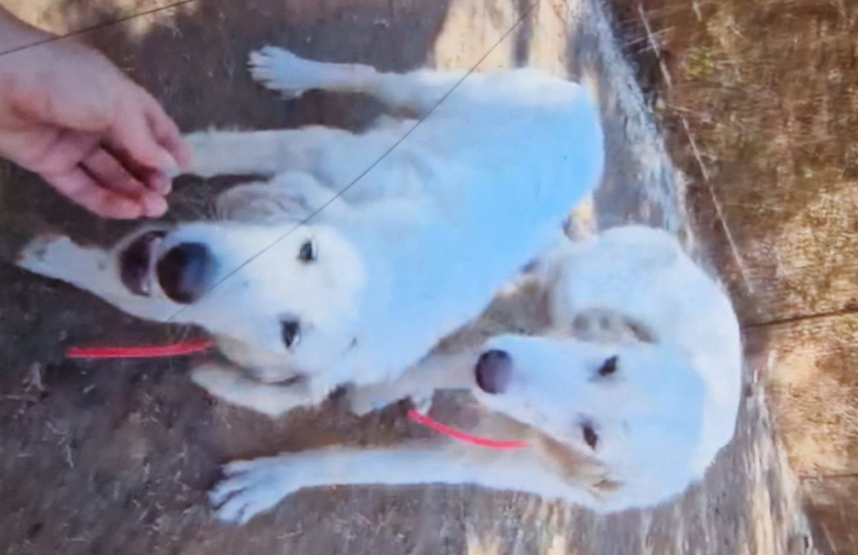 Colomba - Chien Chien de montagne des Pyrénées à adopter