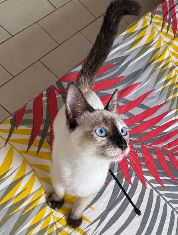 ELEA - Chat Siamois à adopter - photo 4