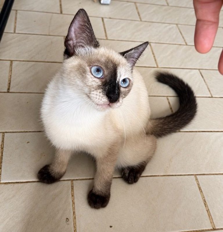 ELEA - Chat Siamois à adopter - photo 2