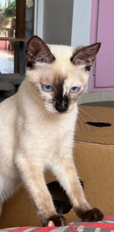 ELEA - Chat Siamois à adopter - photo 3