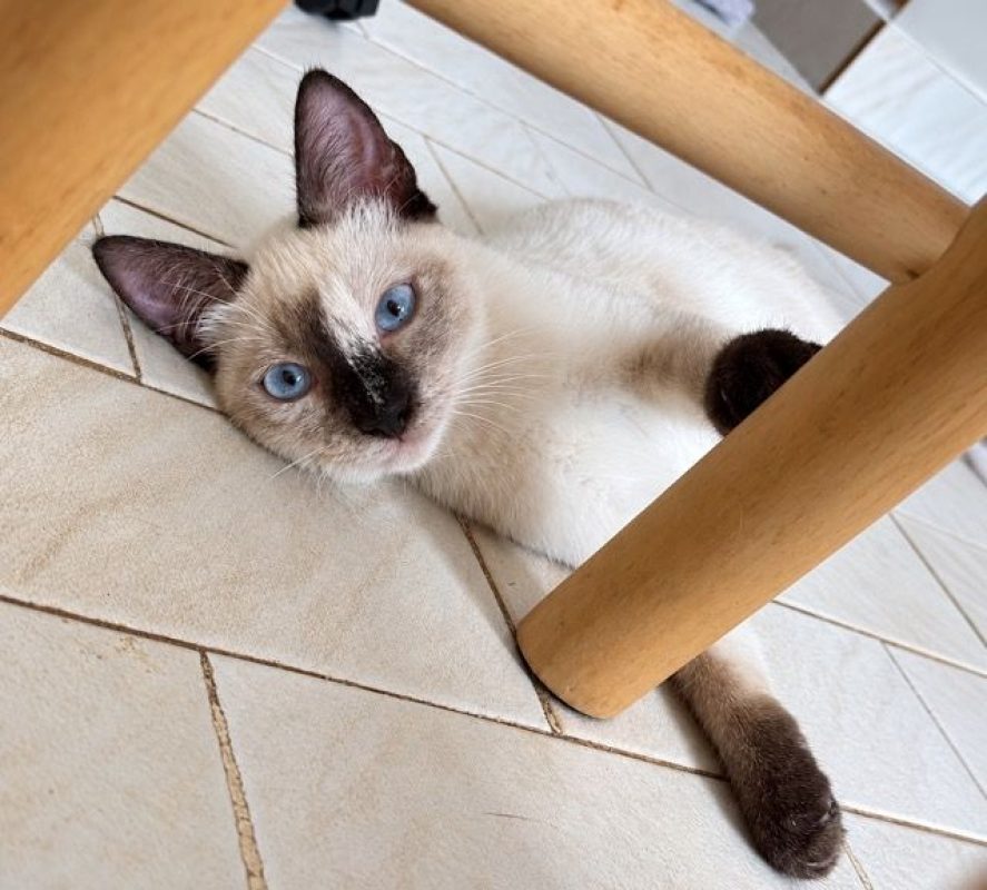 ELEA - Chat Siamois à adopter
