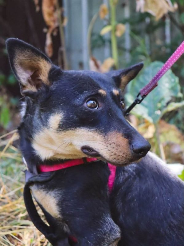 SHARLOTA - Chien à adopter - photo 12