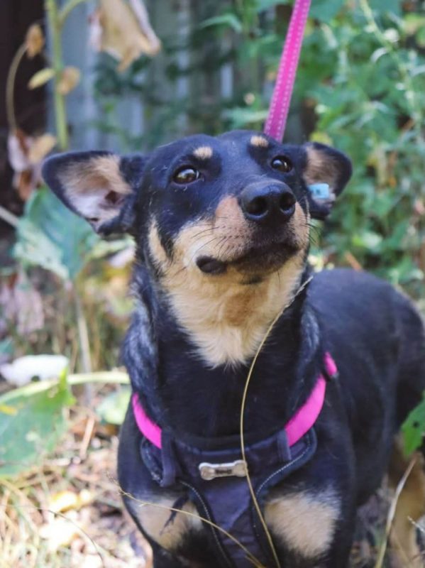 SHARLOTA - Chien à adopter