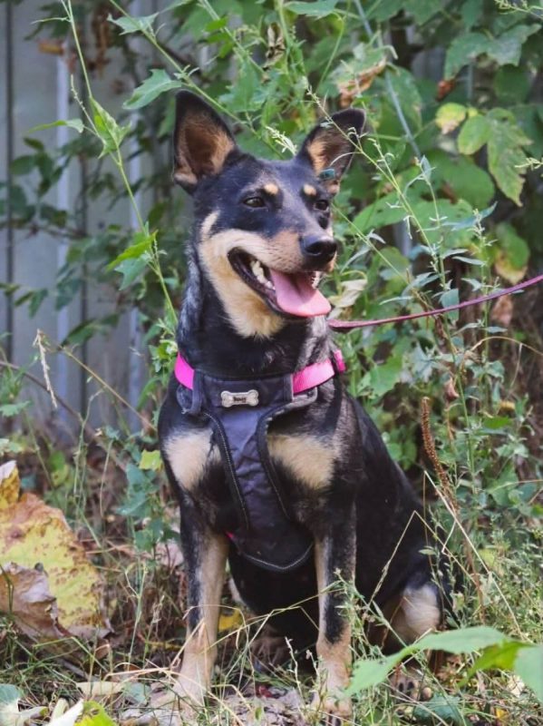 SHARLOTA - Chien à adopter - photo 6