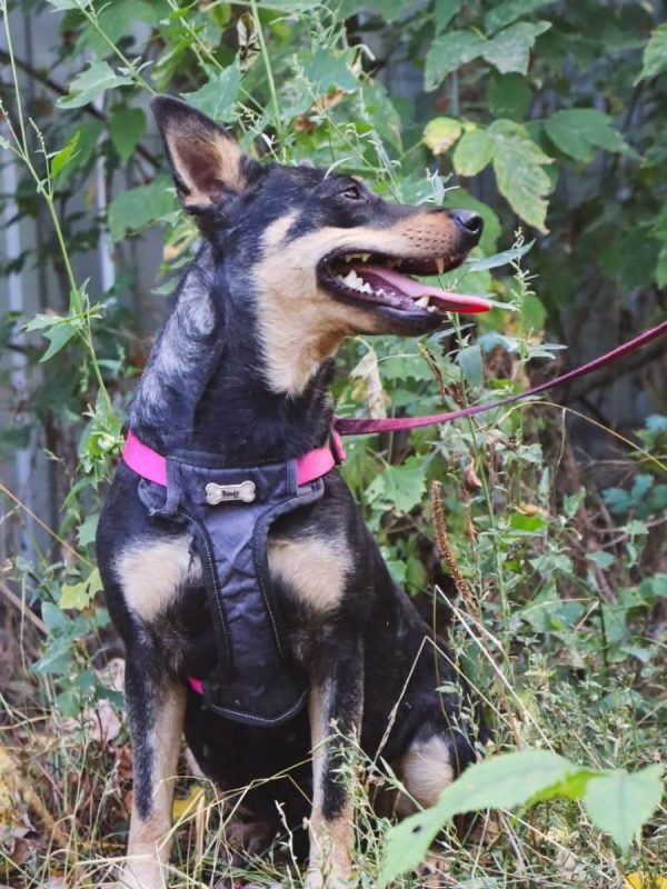 SHARLOTA - Chien à adopter - photo 7