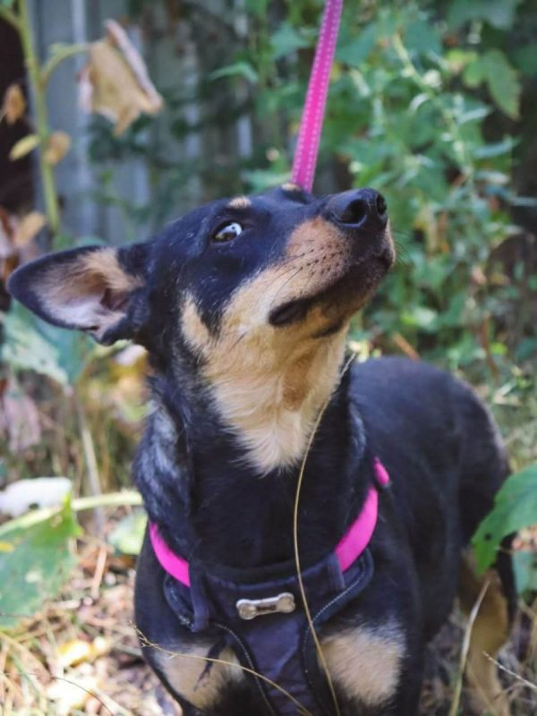 SHARLOTA - Chien à adopter - photo 10