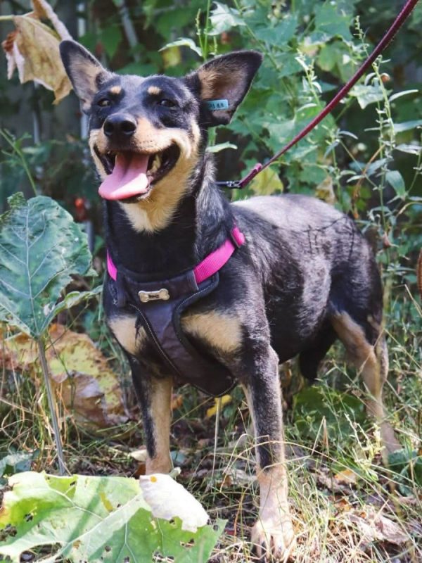 SHARLOTA - Chien à adopter - photo 5