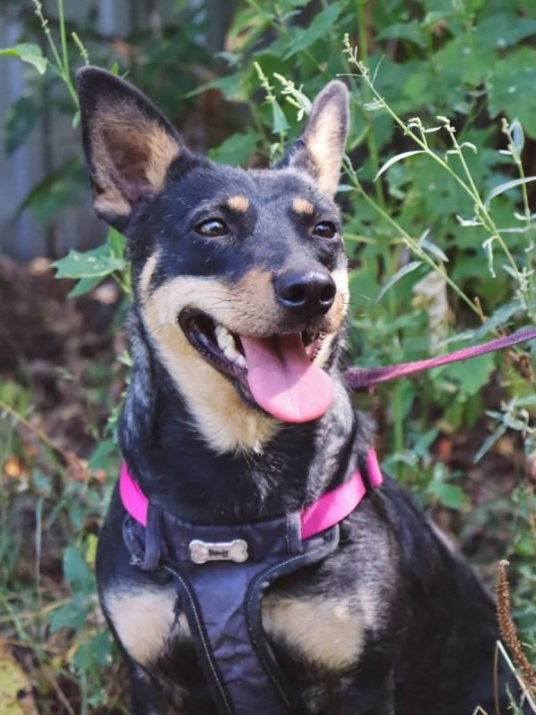 SHARLOTA - Chien à adopter - photo 9