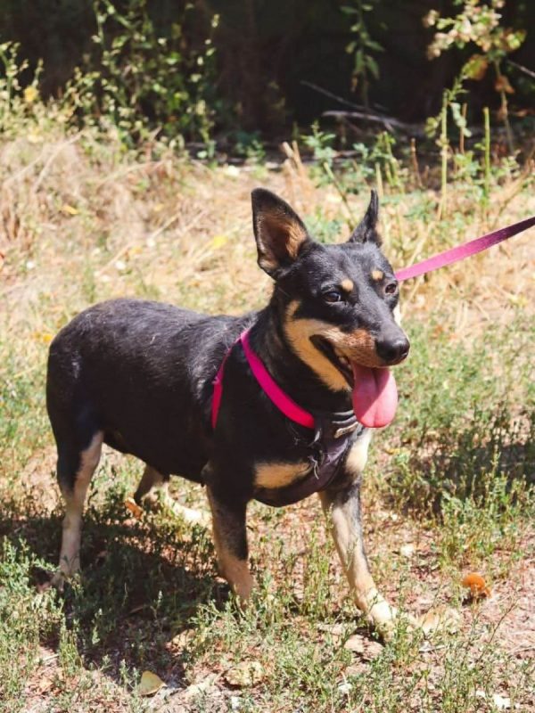SHARLOTA - Chien à adopter - photo 3