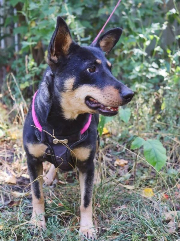 SHARLOTA - Chien à adopter - photo 4