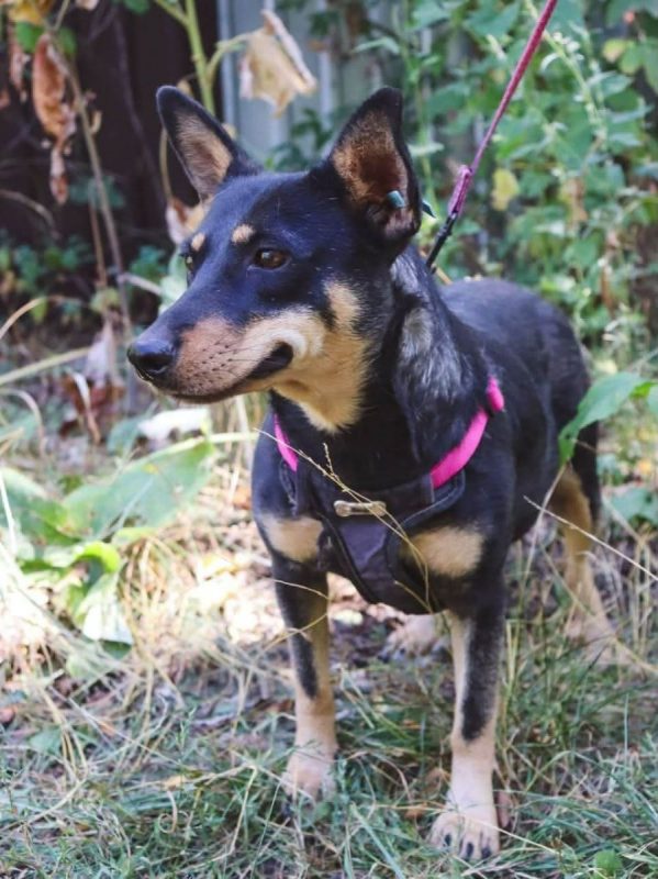 SHARLOTA - Chien à adopter - photo 2