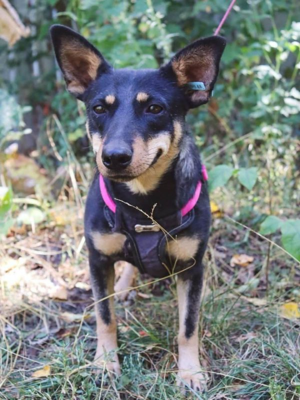 SHARLOTA - Chien à adopter - photo 11