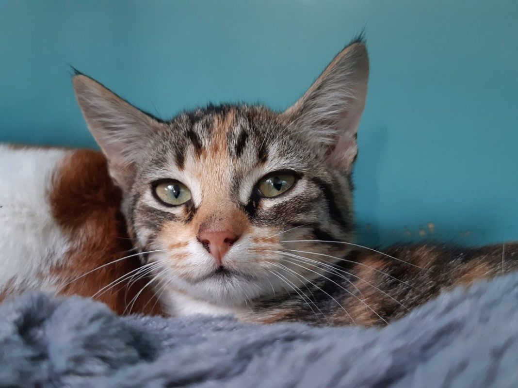 Chevrotine - Chat Européen à adopter