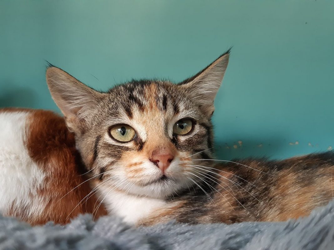 Chevrotine - Chat Européen à adopter - photo 2
