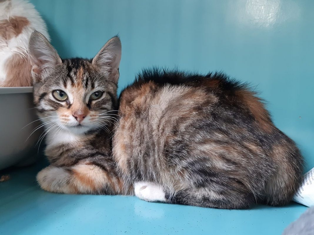 Chevrotine - Chat Européen à adopter - photo 3