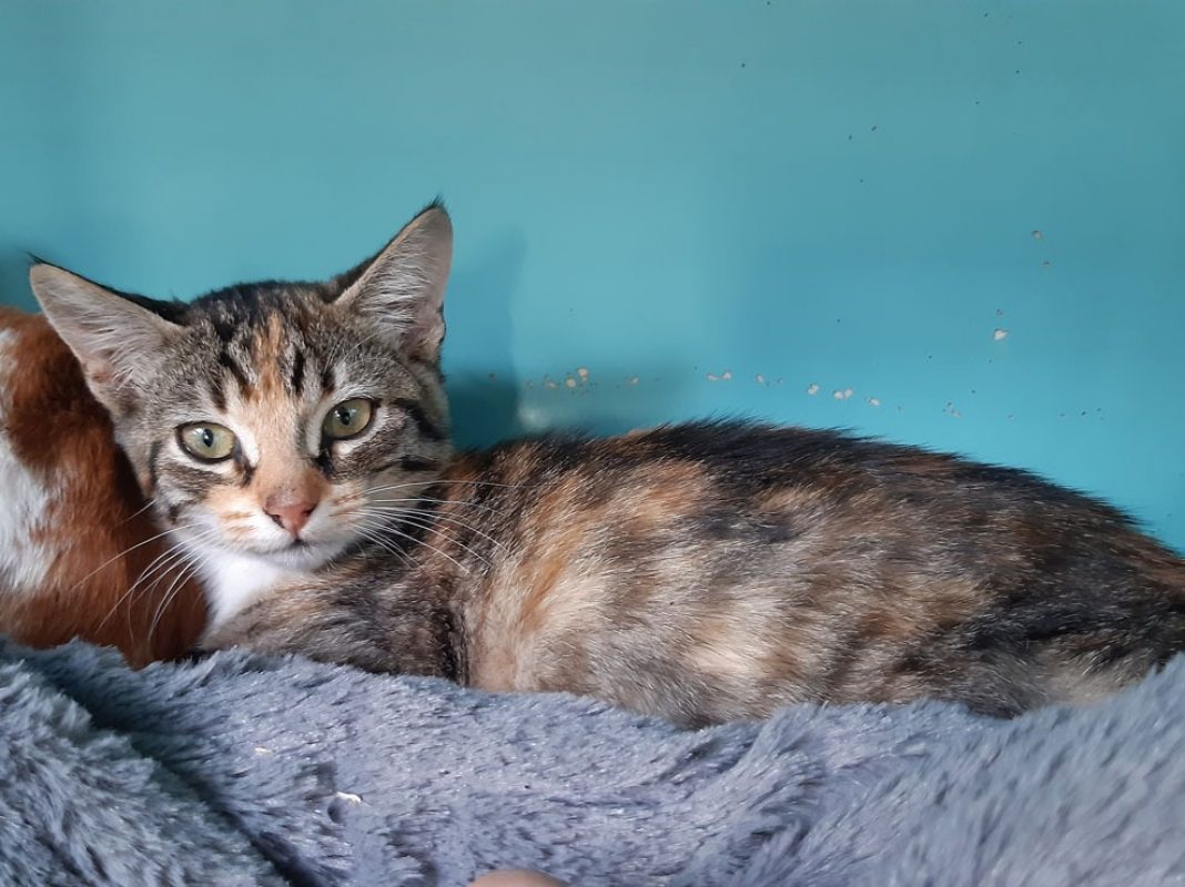 Chevrotine - Chat Européen à adopter - photo 4