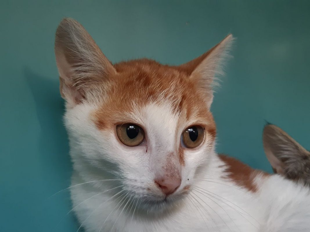 Carabine - Chat Européen à adopter