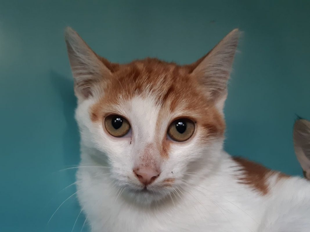 Carabine - Chat Européen à adopter - photo 2