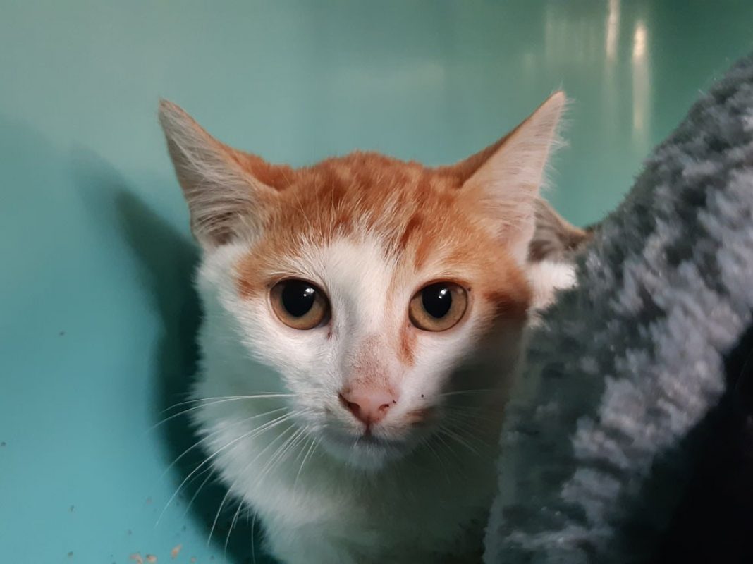 Carabine - Chat Européen à adopter - photo 3