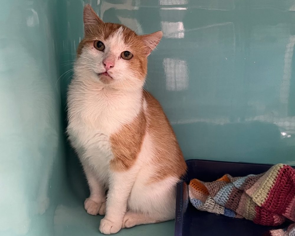 Bretz - Chat Européen à adopter
